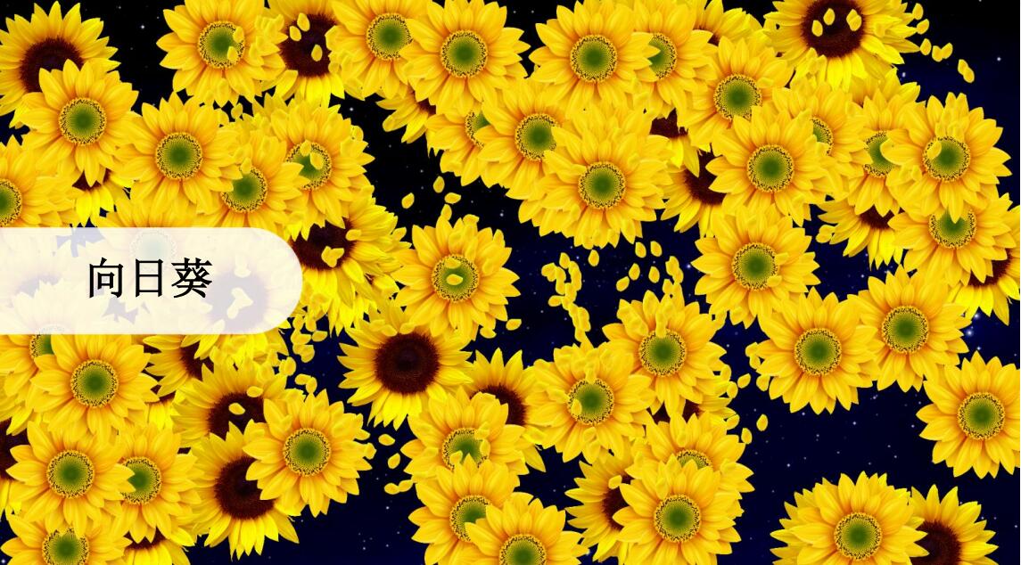 经典画面向日葵.jpg
